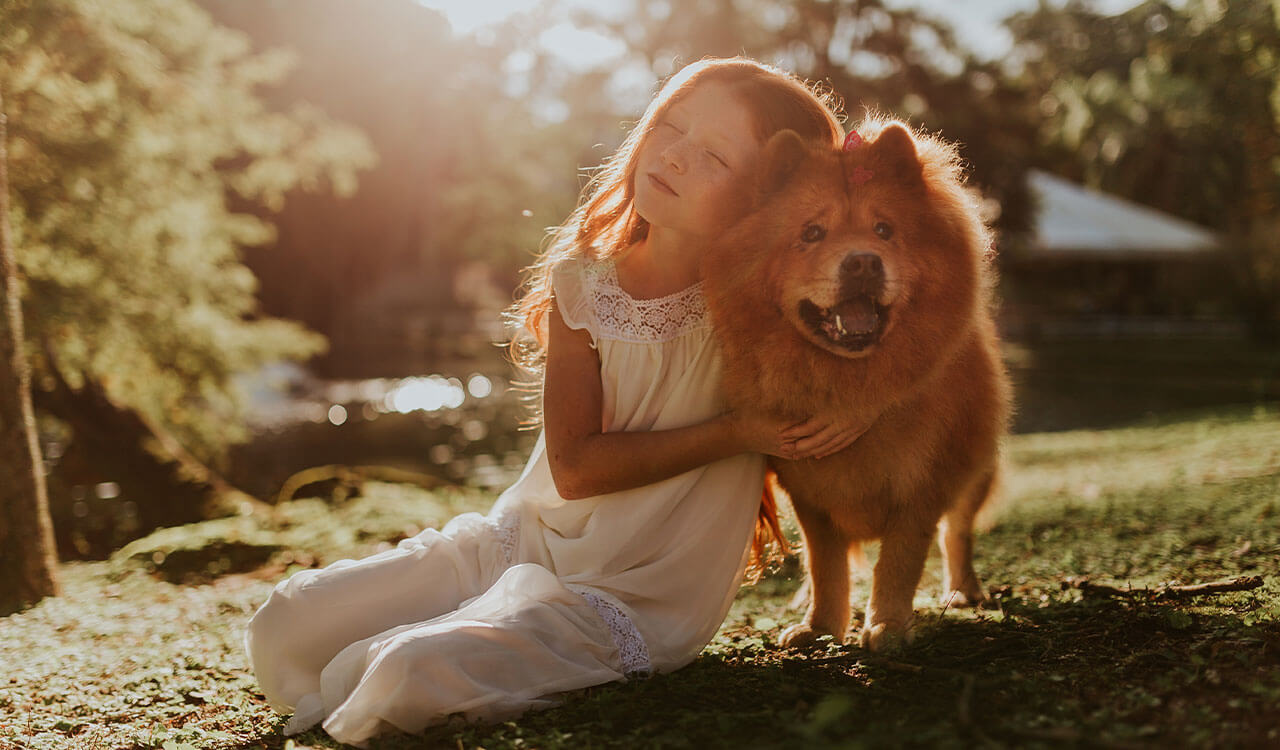 Dog resting at home