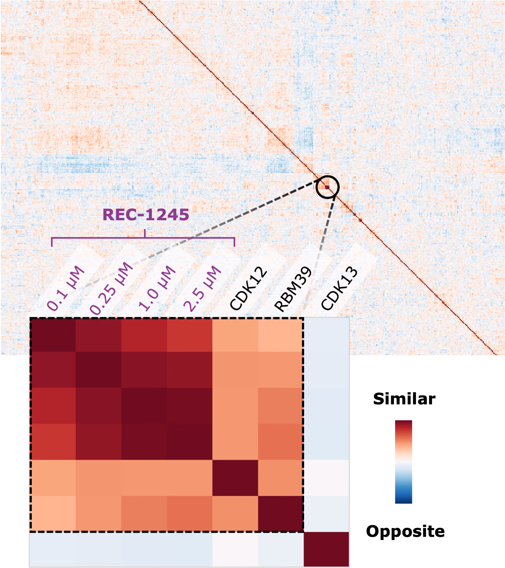 Our Map of Biology showed that there was a high degree of phenotypic similarity between CDK12, RBM39, and multiple concentrations of REC-1245 but that CDK13 shows little or no functional similarity to CDK12, RBM39, or any concentration of REC-1245.