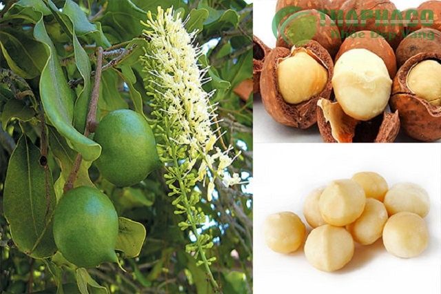 Hạt Mắc Ca Nứt Vỏ