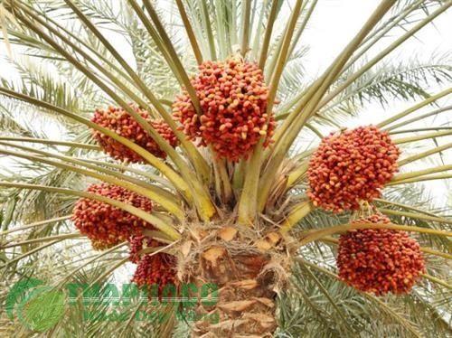 Trái chà là nhiều công dụng | Đời sống | Báo ảnh Dân tộc và Miền núi