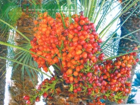 ĐBSCL: Trồng chà là trên đất mặn