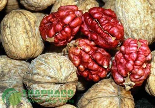 Hạt Óc Chó Đỏ Còn Vỏ