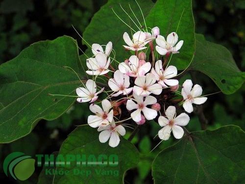 Cây bạch đồng nữ