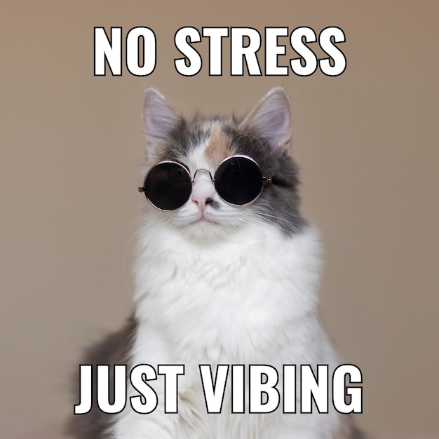 Cat meme Vectors - Download Free High-Quality Vectors from Freepik | Freepik