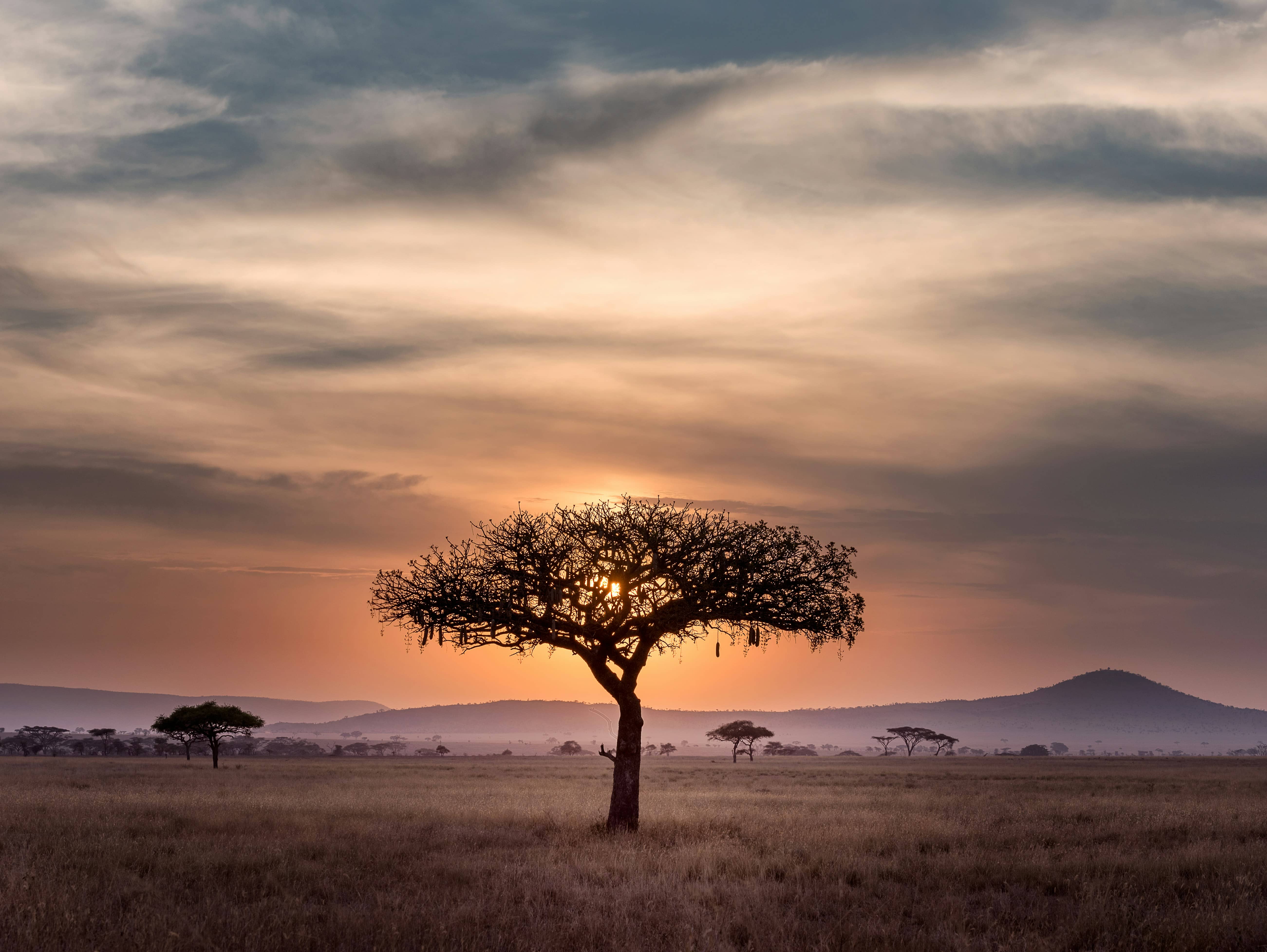 african safari tree at sunset