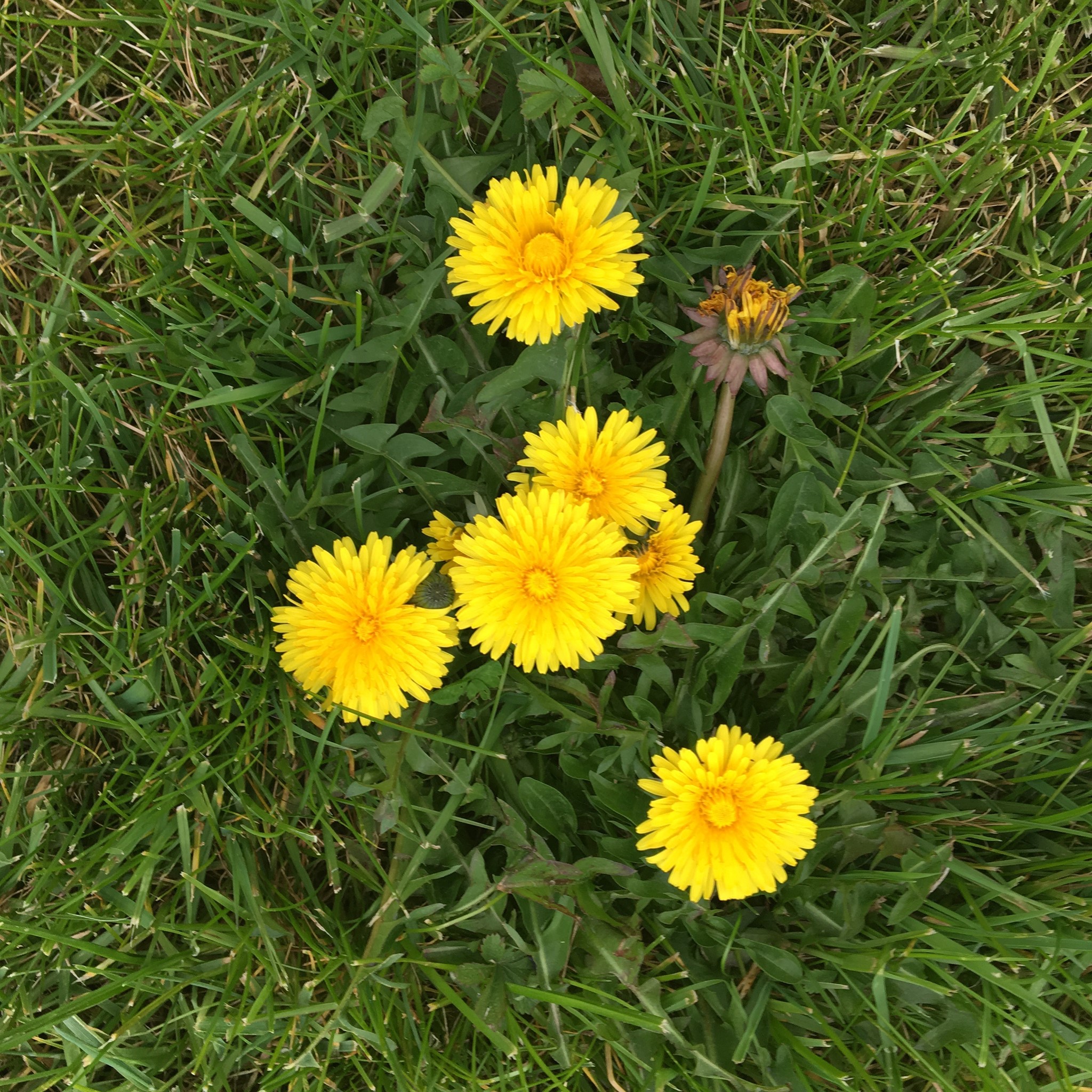 Ways to Wellness Course