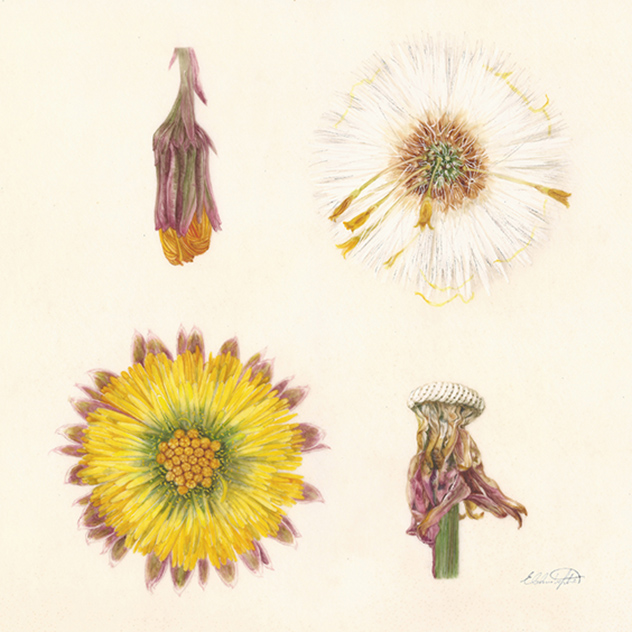 An Introduction to Botanical Illustration