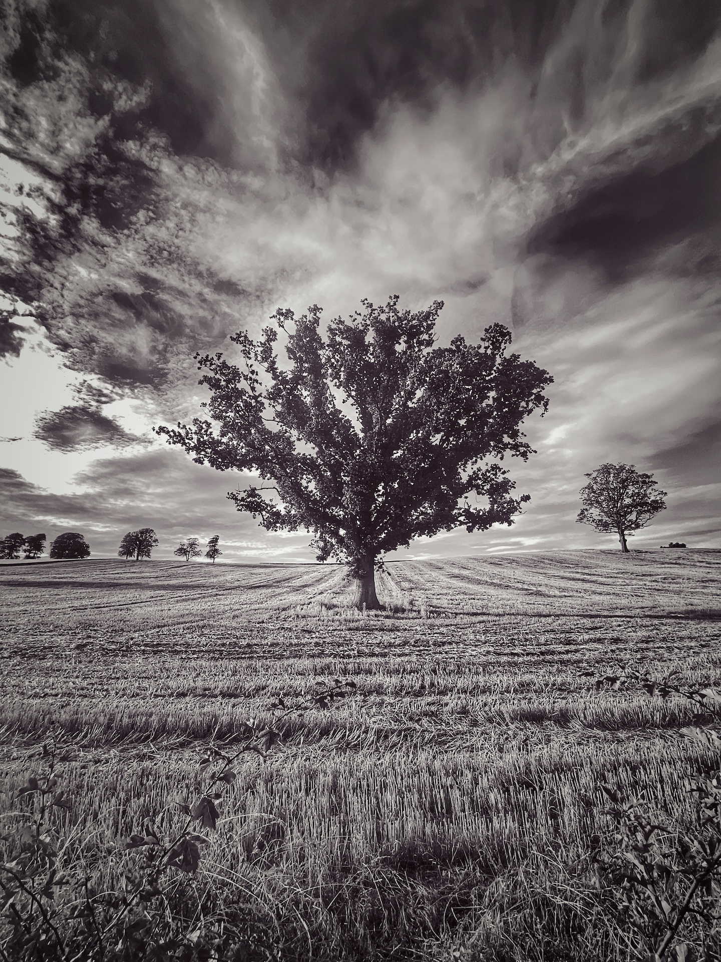 Eimear King - Idir Talamh agus Spéir