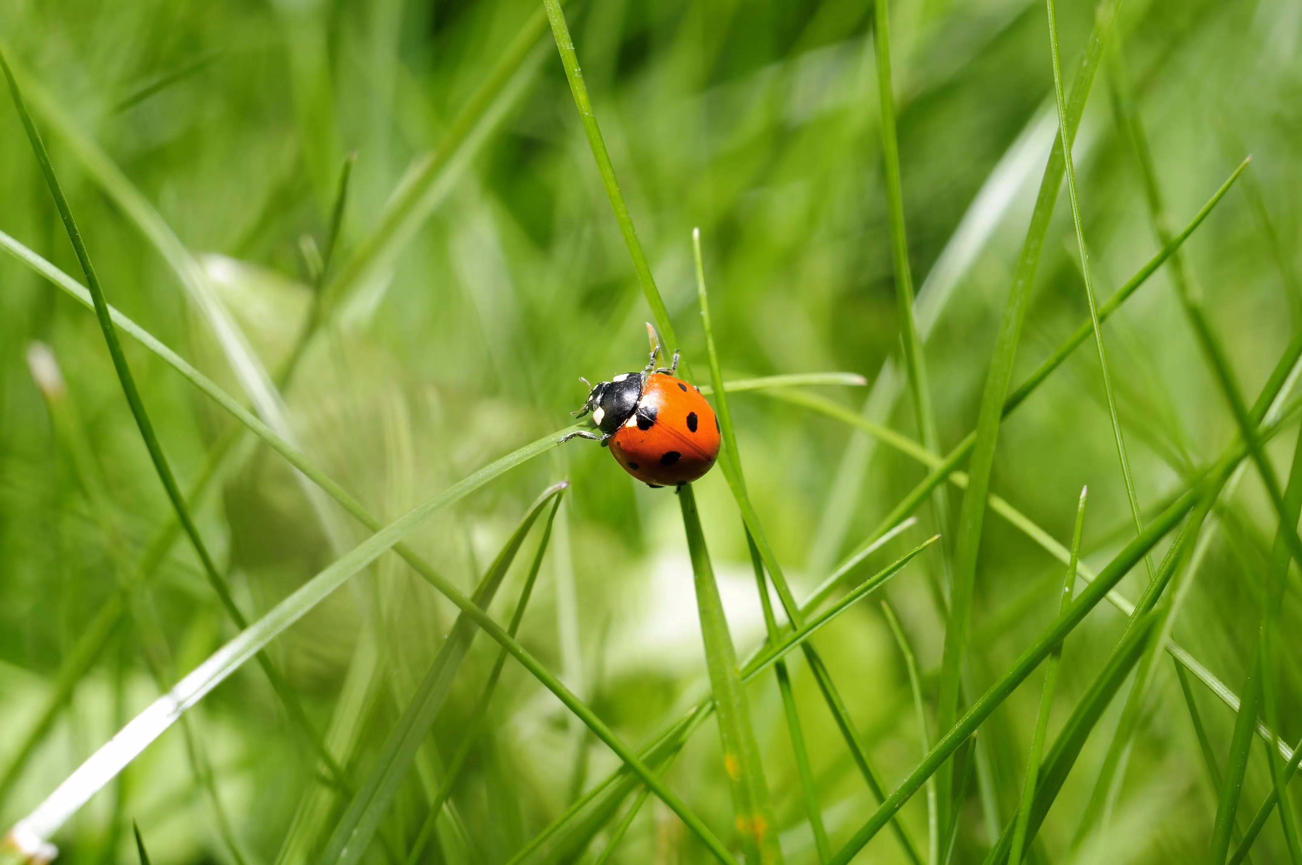 10 Gouden Tuintips Juni