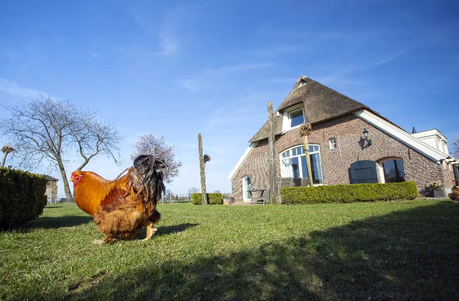 boerderij met kippen