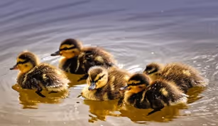 jonge eendjes in het landelijk gebied