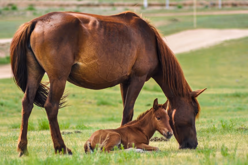 paard