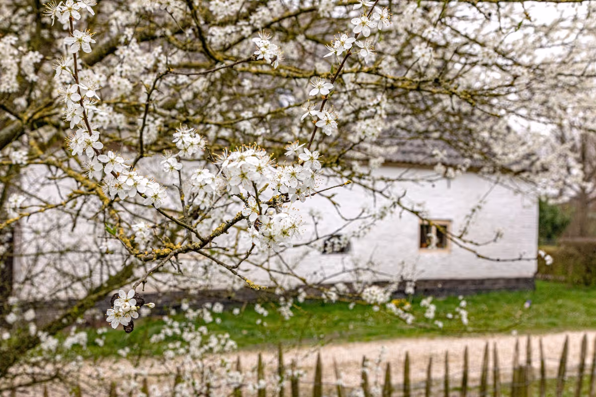 bloesem boerderij