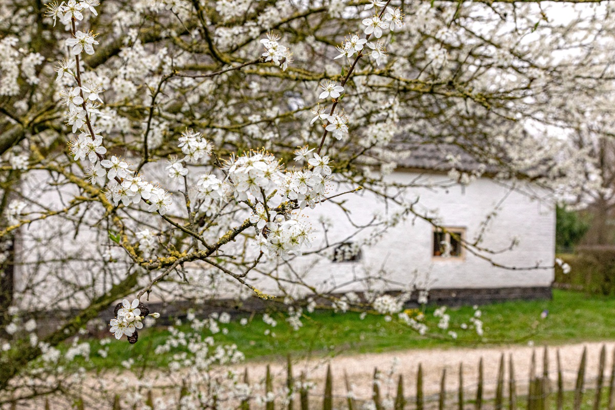 bloesem boerderij