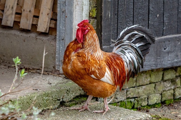 kip boerderij