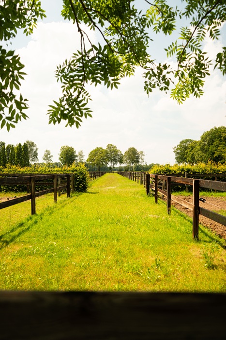 Anky haar paardenomgeving