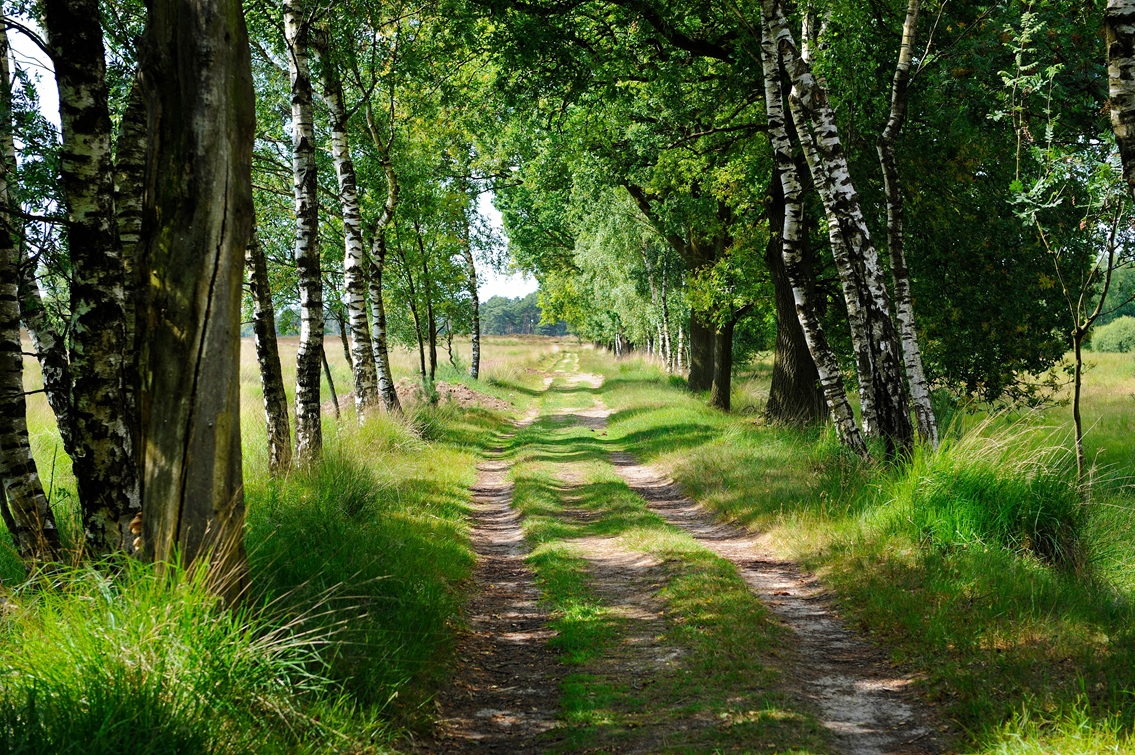 Landelijk wonen rond Diever, Drenthe op z’n mooist