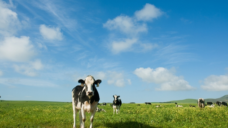 koeien noord nederland