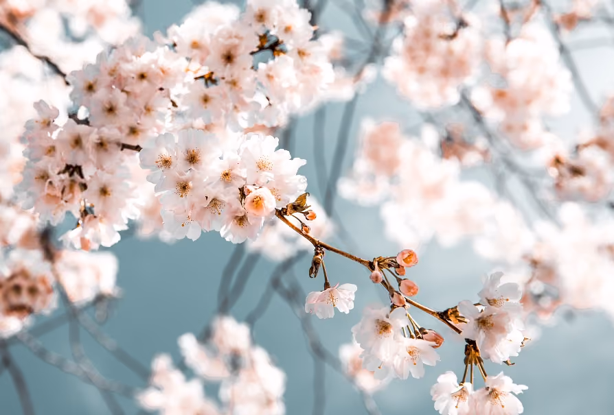 bloemen
