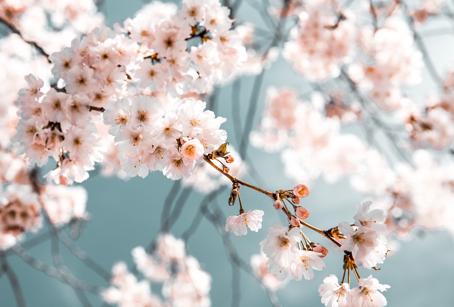bloemen