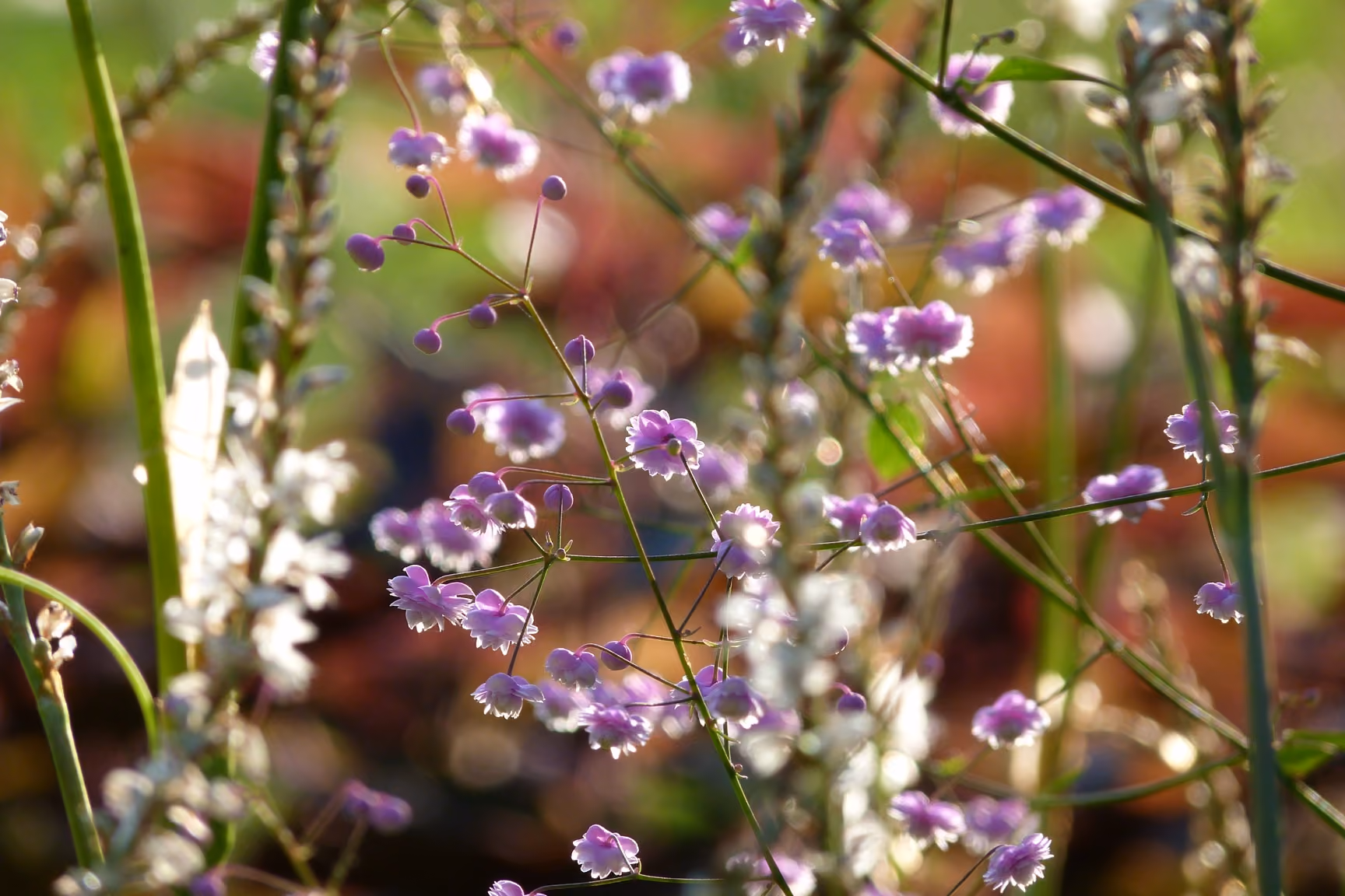 tuin