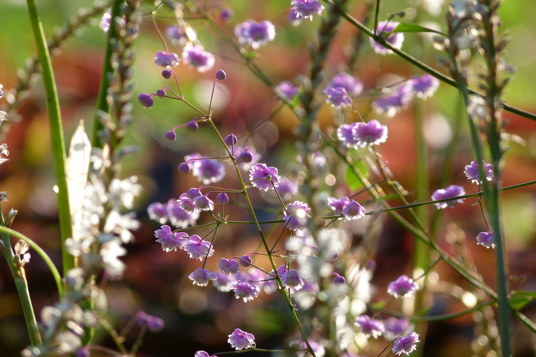 tuin