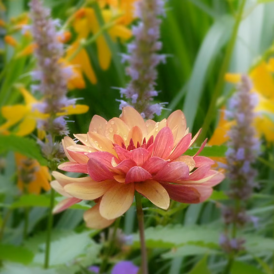 dahlia