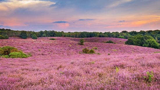 heide op de veluwe