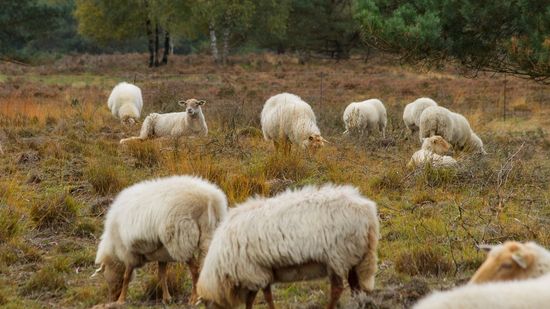 schapen op de veluwe