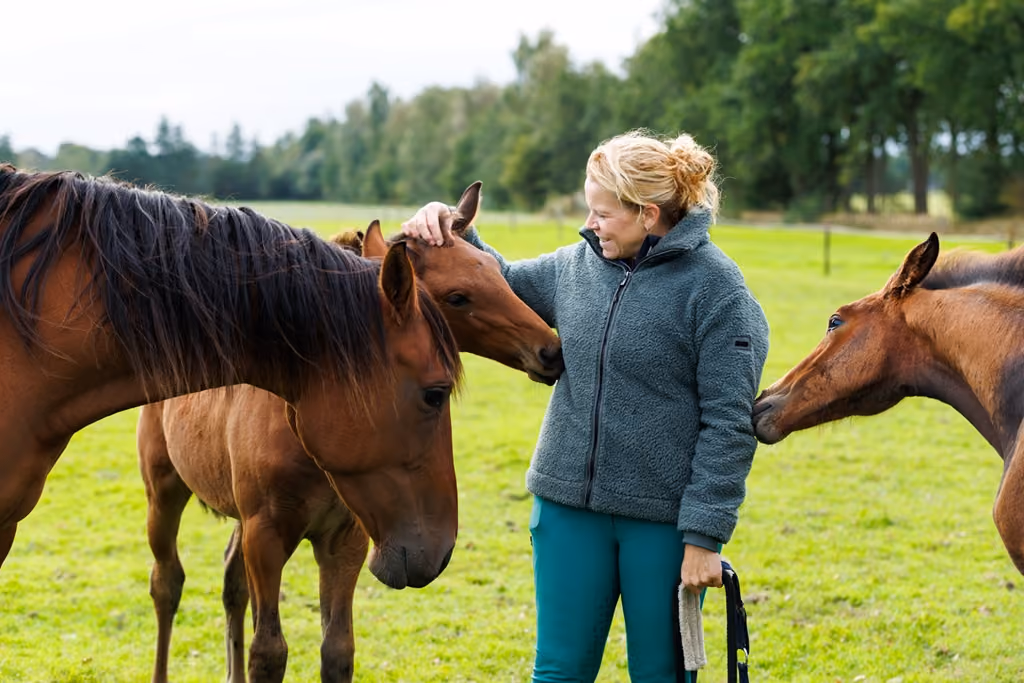 in het weiland met paarden