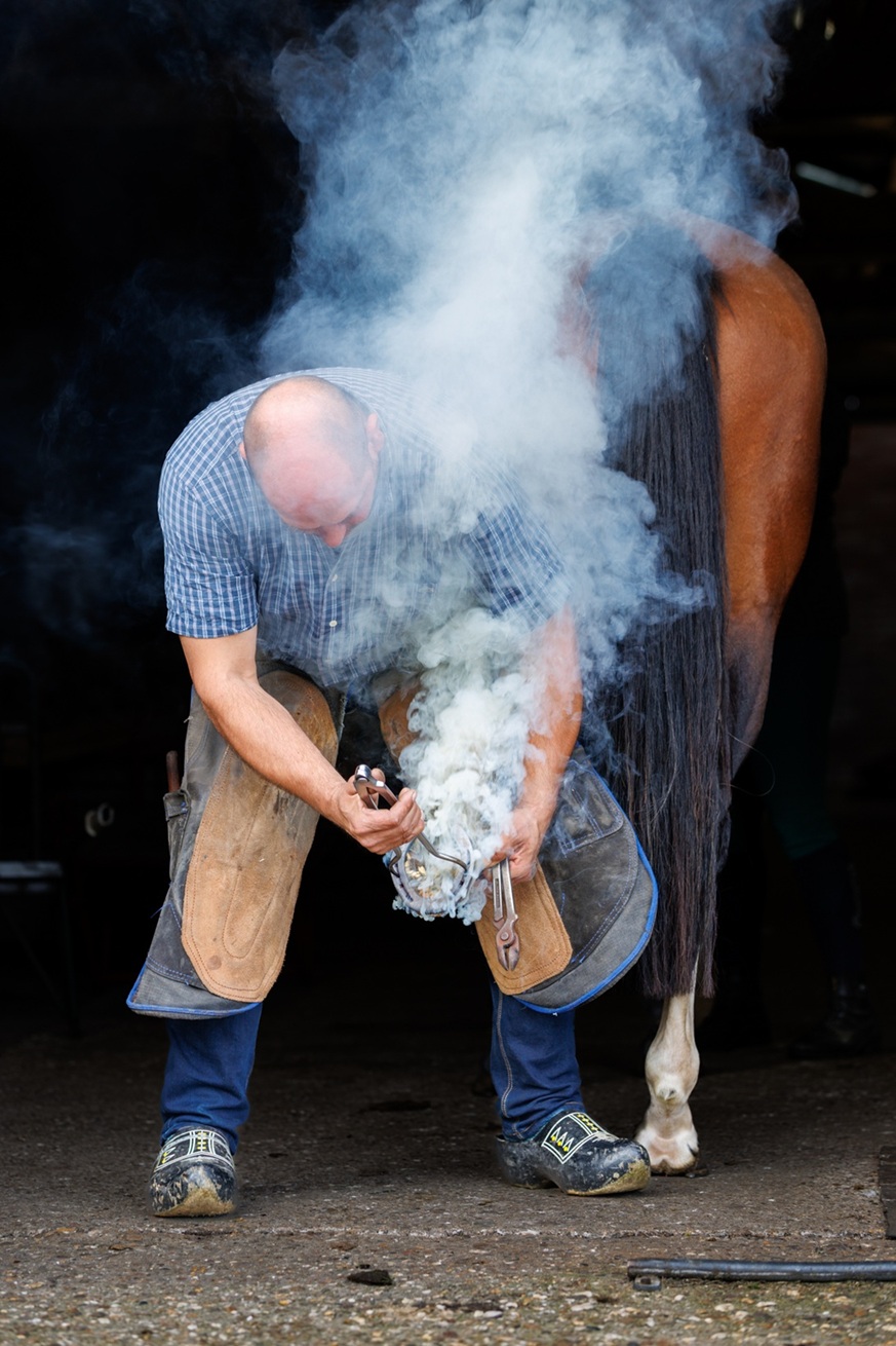 paarden