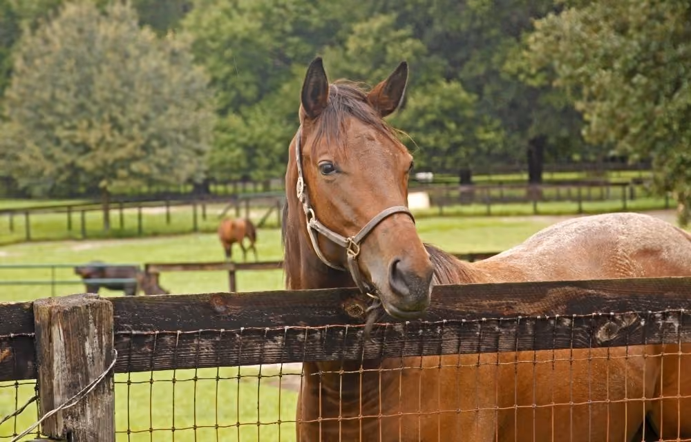 paardenobject