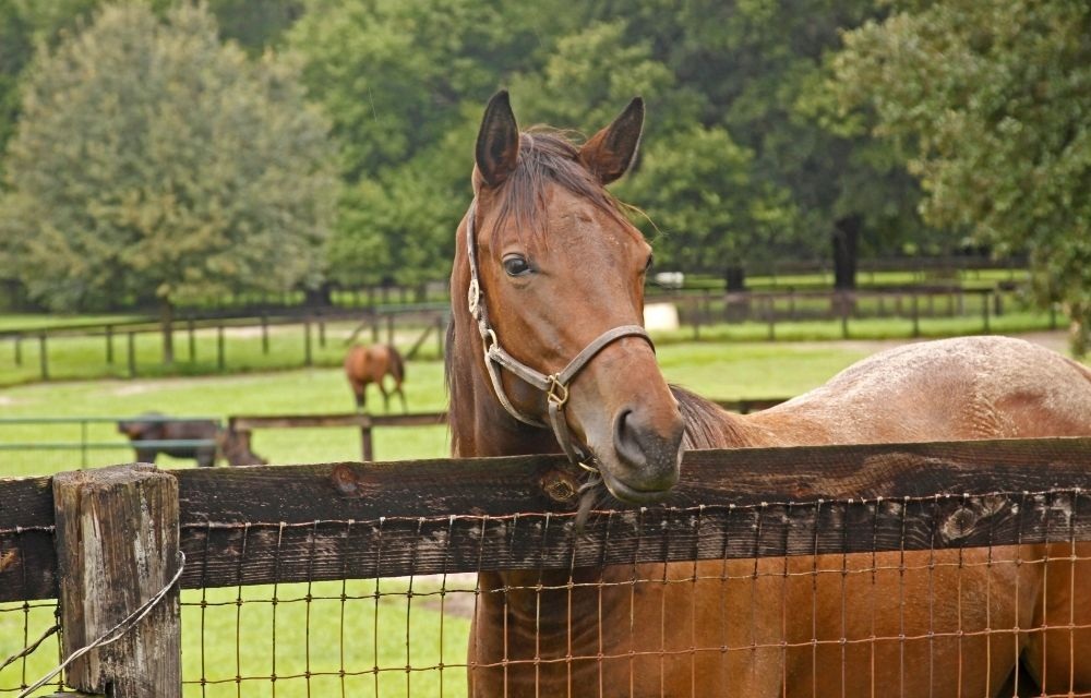 paardenobject