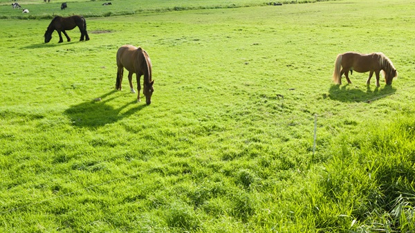 paarden buitengebied