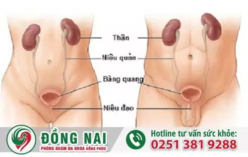 Tiểu buốt tiểu rắt là biểu hiện của bệnh gì?