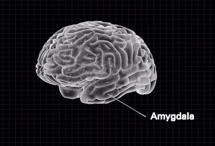 Brain with Amygdala