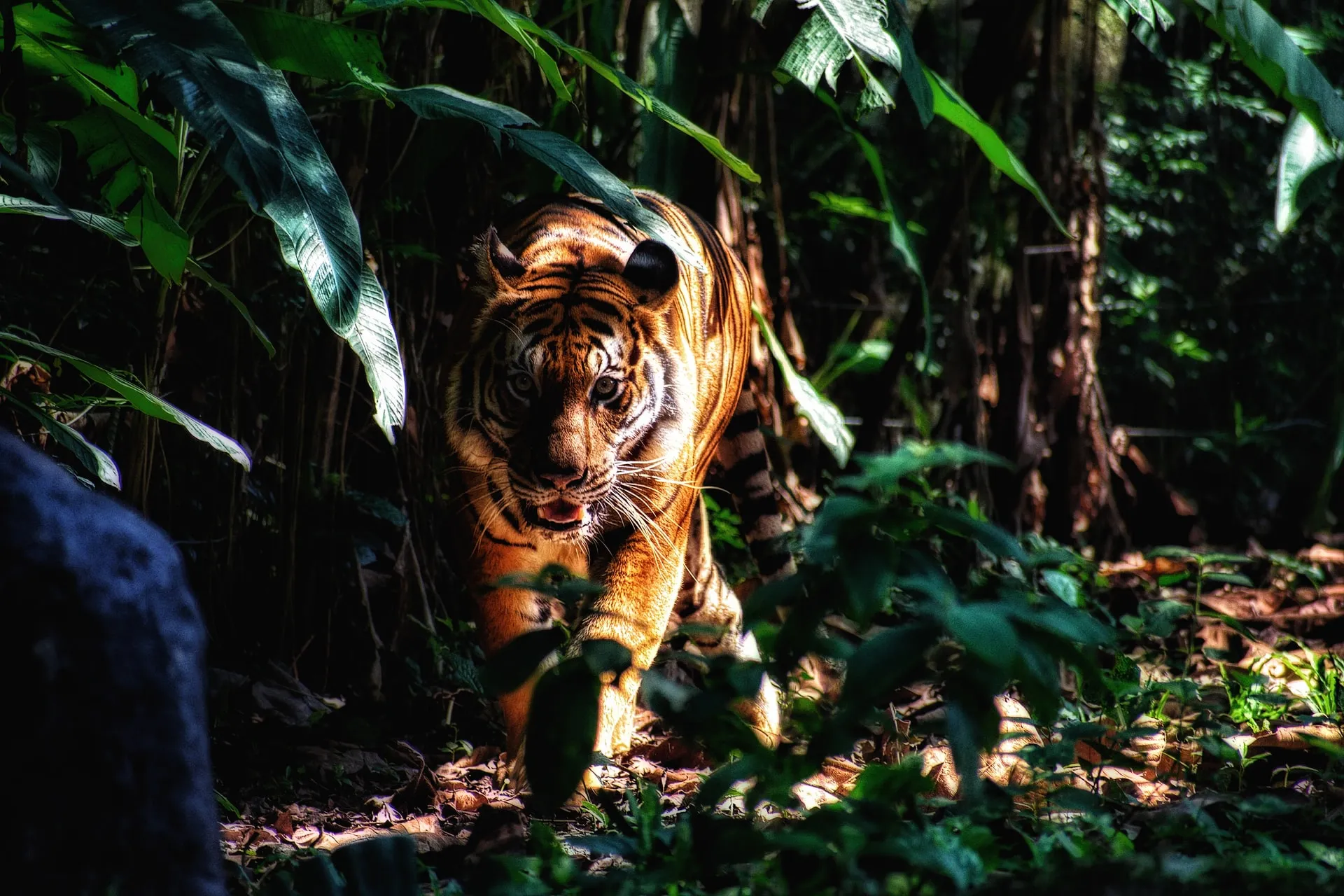 Tiger stalking prey in the forest