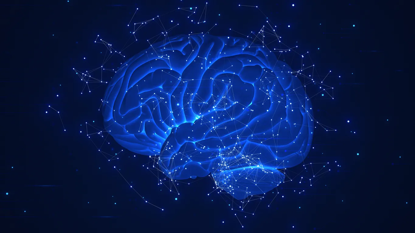 Brain