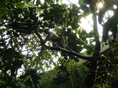 An arborist pruning high up in a tree