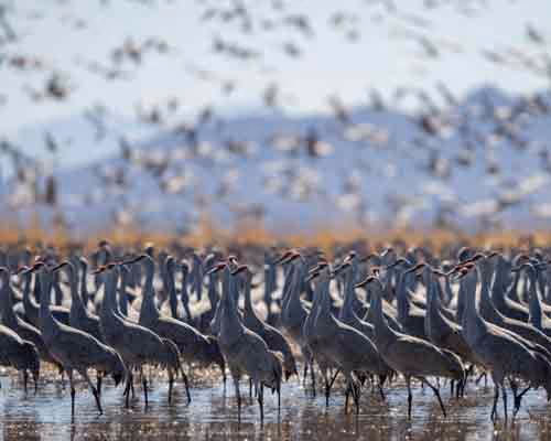 Whitewater Draw Wildlife Area