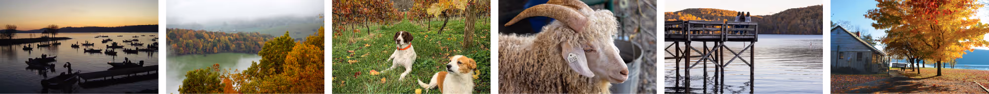 Collage of six landscape and animal photos, featuring a lake with boats at sunrise, an autumnal forest overlooking water, two dogs sitting in a vineyard, a close-up of a goat with curled horns, a wooden pier over a calm lake, and a tree-lined street with colorful fall foliage and houses.