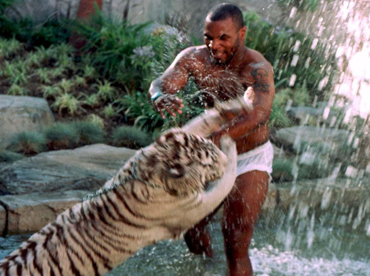 Man playing with tiger in water – symbolic image of risk and strength