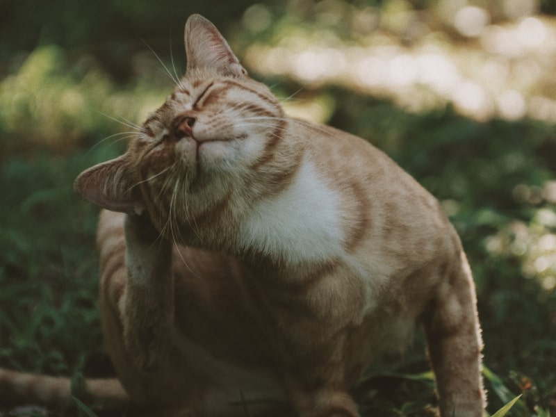 Can you give cats Benadryl