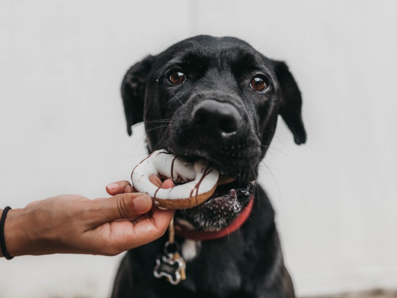 A photo of a black dog who has a doughnut in their mouth