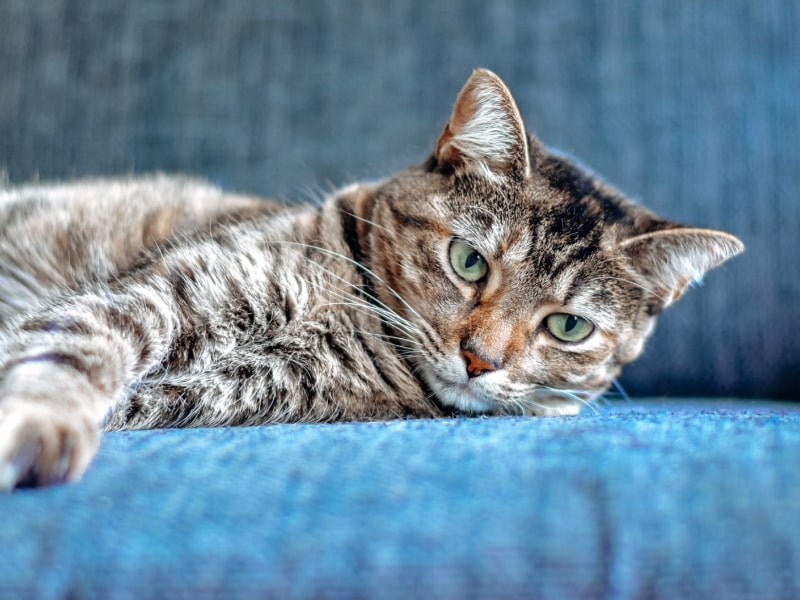 cat allergies