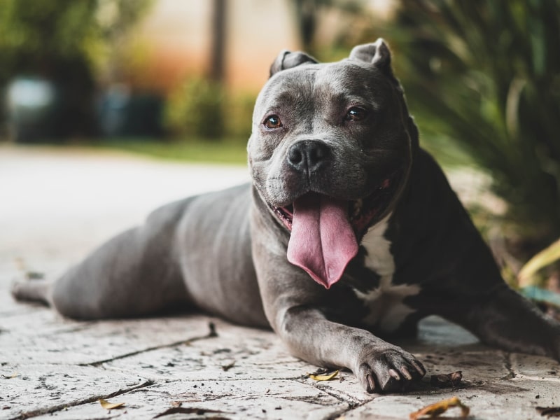 Cushing’s disease in dogs