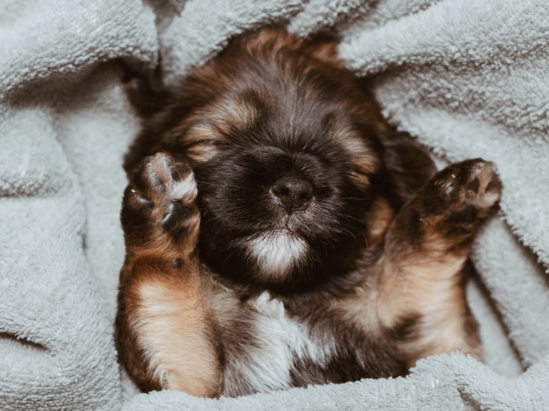 A photo of a multi-colored puppy wrapped in a gray blanket