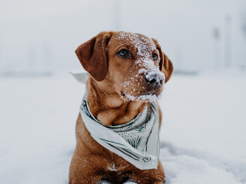 A photo of a brown colored dog who is sitting in the snow