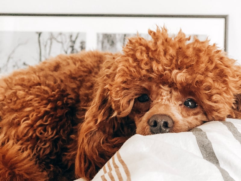 A photo of a brown poodle who is laying on a blanket