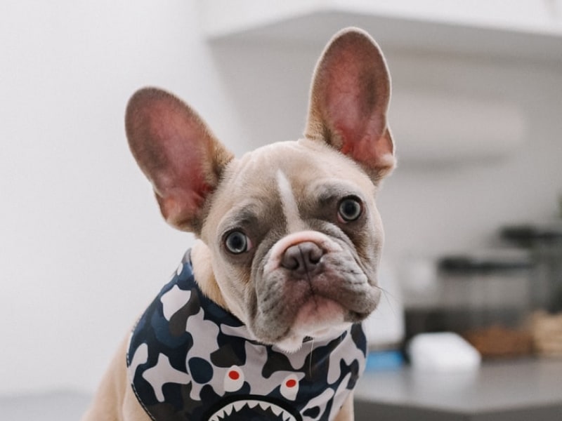 A photo of a French Bulldog sitting on the exam table at a vet visit